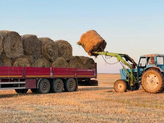 В Казахстане заготовлено 36 миллионов тонн кормов