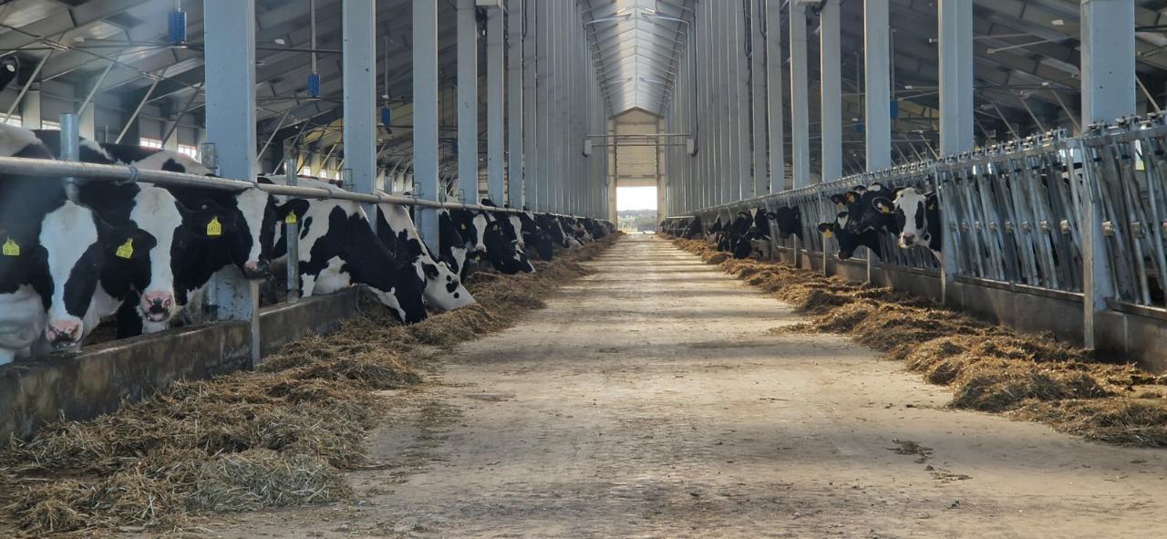 МСХ РК запустило льготное кредитование животноводства под шесть процентов