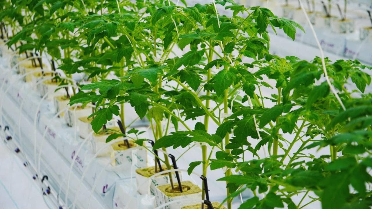 В Туркестанской области запустили новый тепличный комплекс 