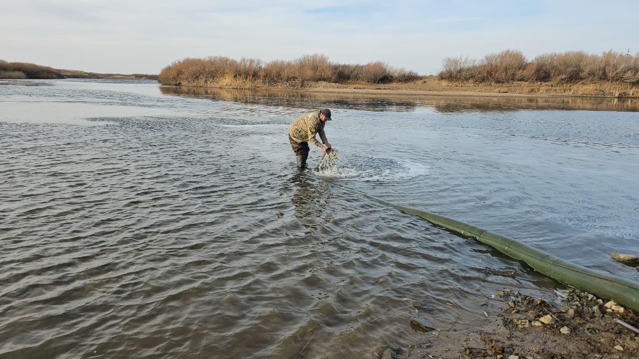 В Акмолинской области проведено зарыбление реки Селеты