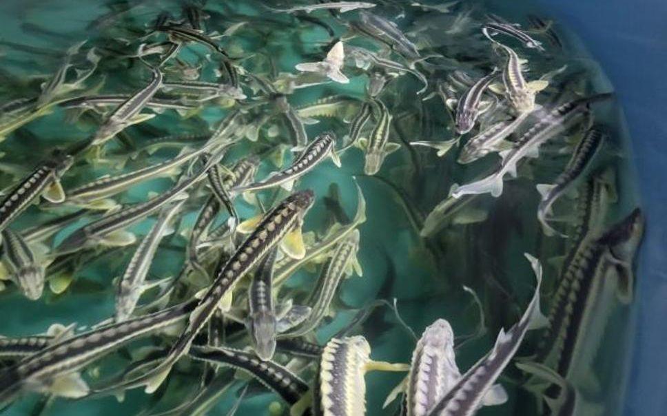 Информационная система развития аквакультуры будет внедрена с 2027 года