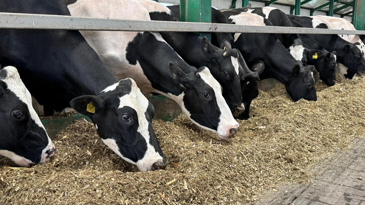 В Кустанайской области стартует 15 новых проектов в сфере животноводства 