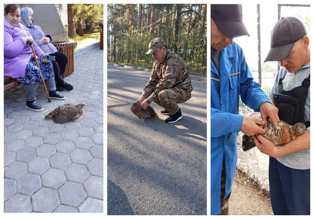 В Нацпарке «Бурабай» самка глухаря обратилась за помощью к людям