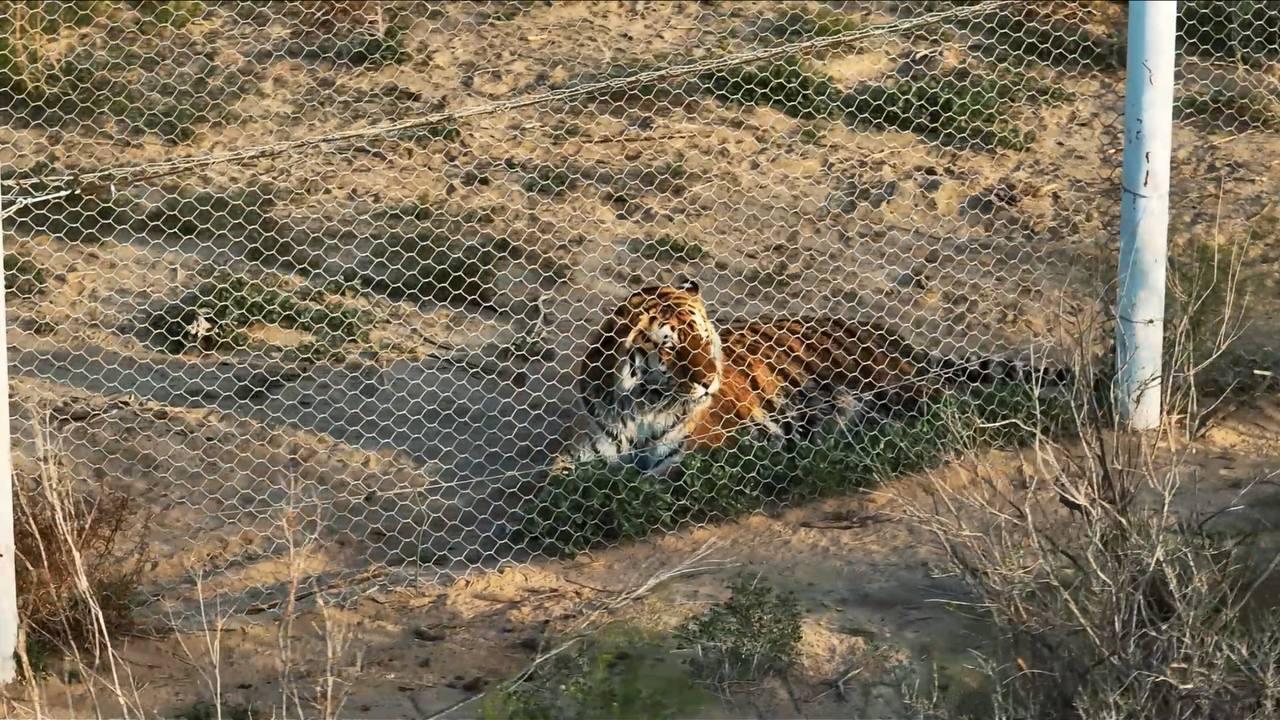 Четыре тигра, доставленные в Казахстан для восстановления популяции, получили имена