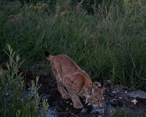 Краснокнижная туркестанская рысь попала в объектив фотоловушки