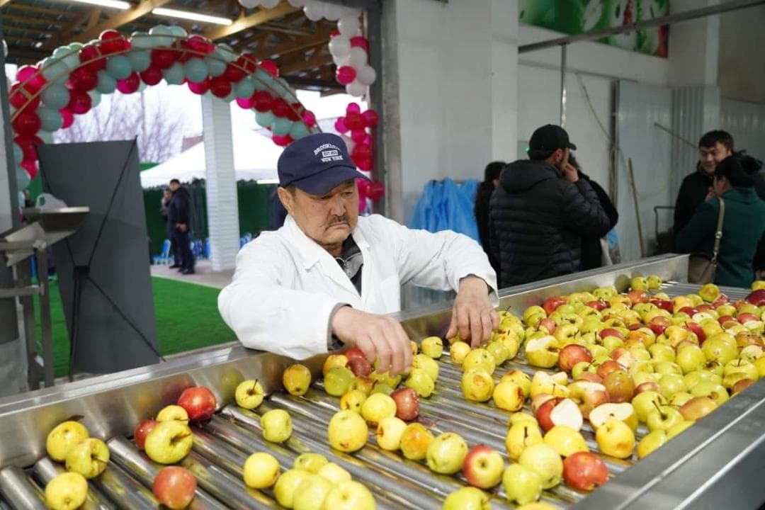 В Туркестанской области запустили завод по глубокой переработке фруктов и ягод 