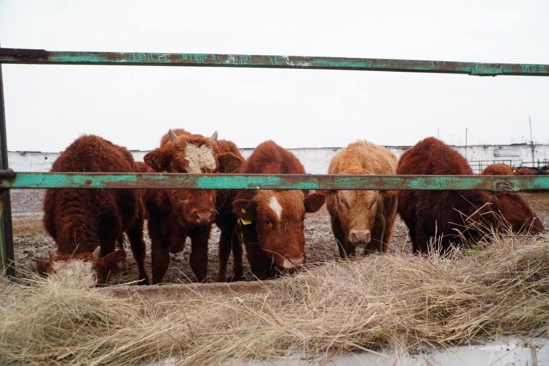 В Акмолинскую область завезено 4 300 голов КРС калмыцкой породы