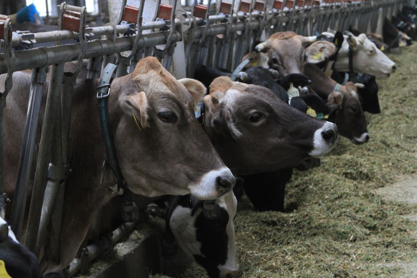 Животноводство: пути развития