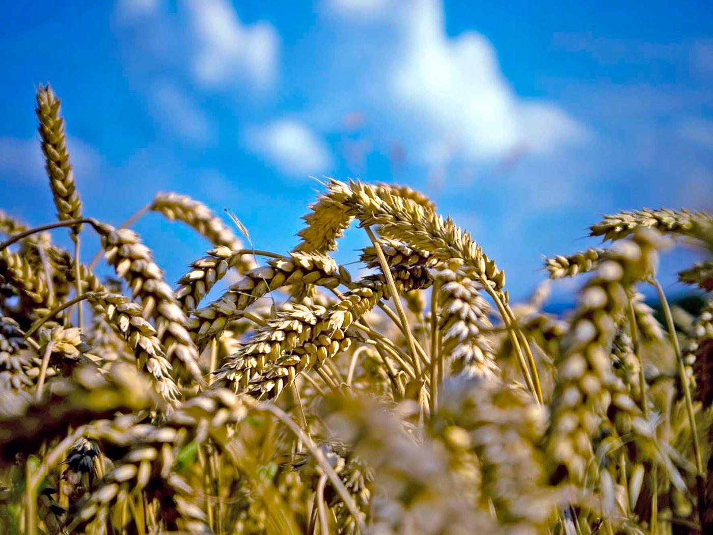 Атомный хлеб | Новое Поколение