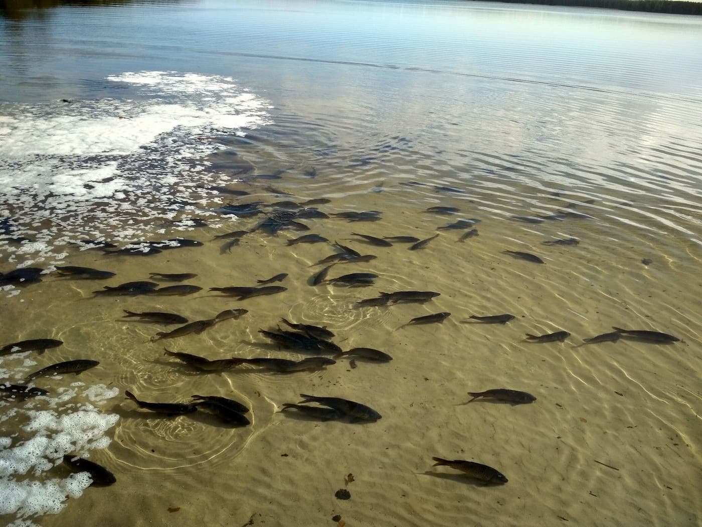 Ловись, рыбка, в мутной воде?! 