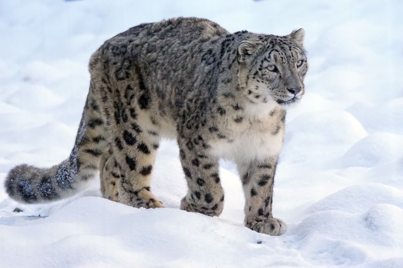 Слишком сНежная кошка 