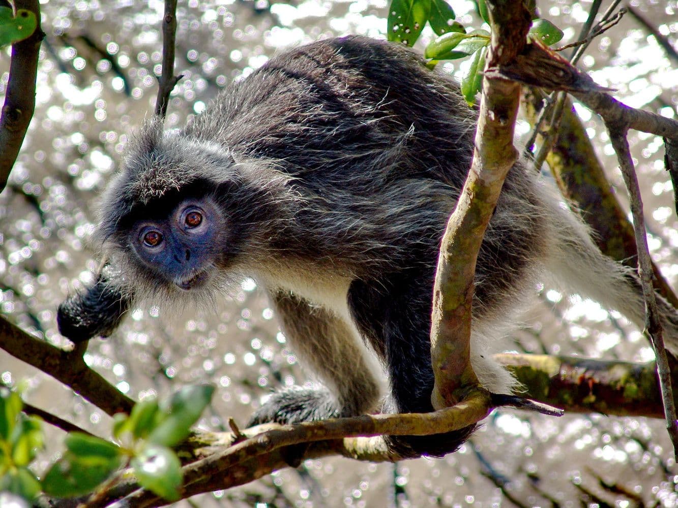 Джунгли Борнео