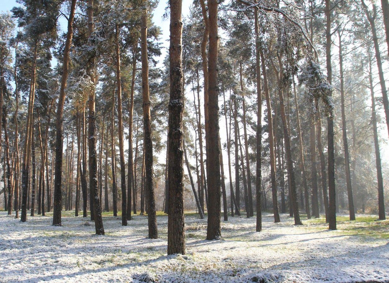 Зеленый щит природы