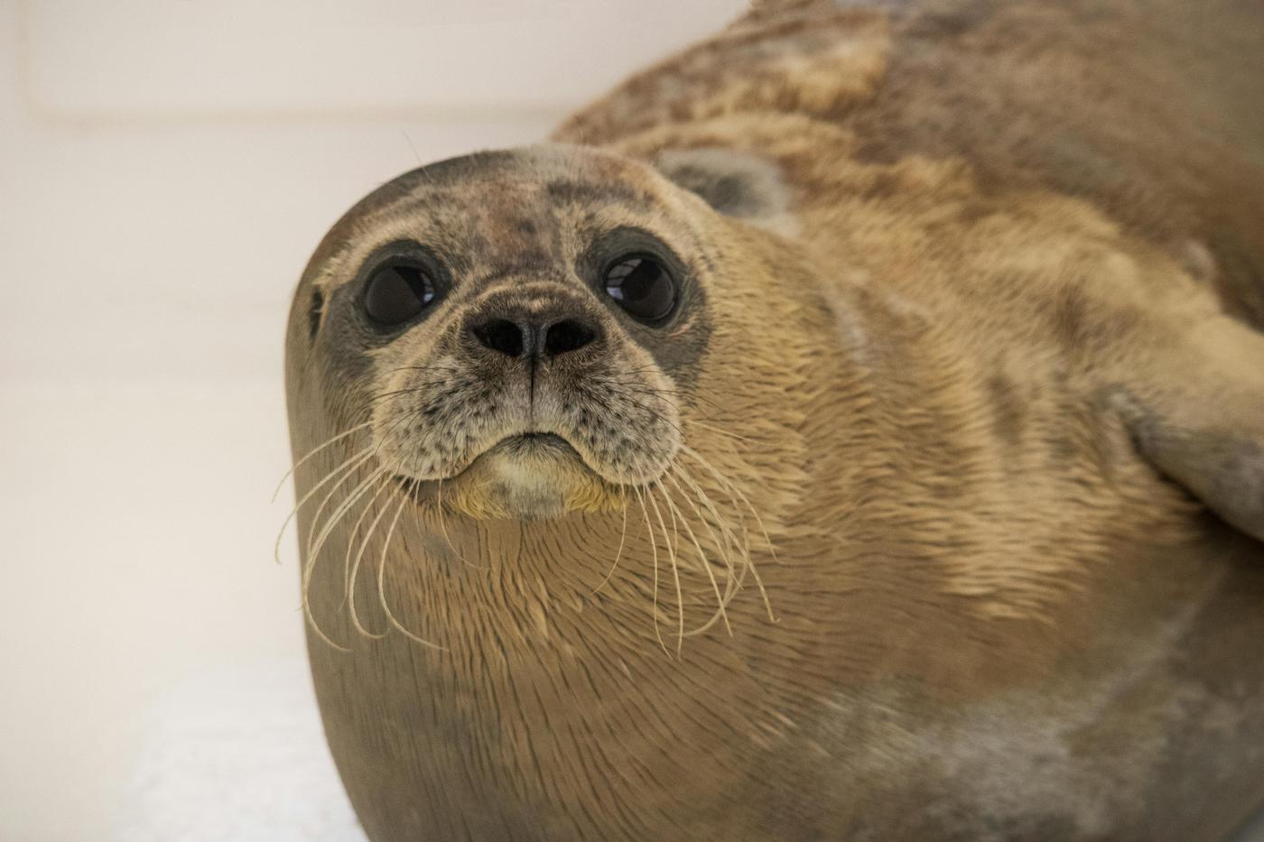 Многострадальный тюлень Каспия