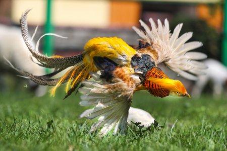 Секрет долголетия императоров