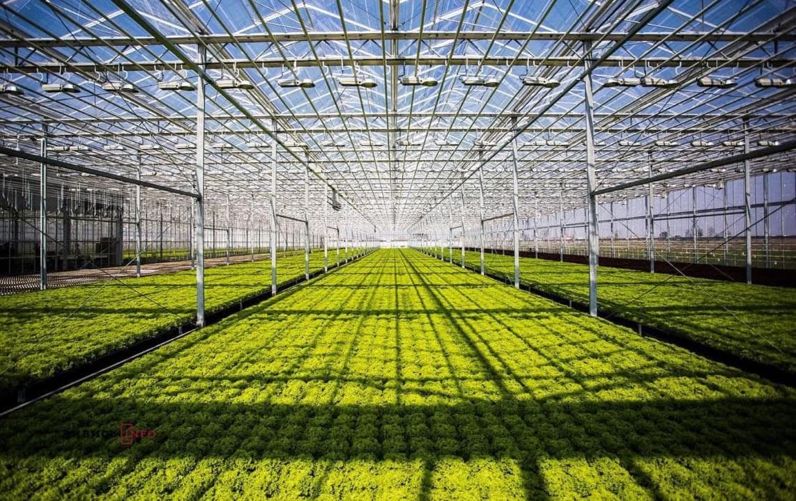 Новый промышленный тепличный комплекс запустят в Туркестанской области