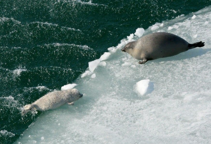 Каспийскому эндемику угрожает серьезная опасность