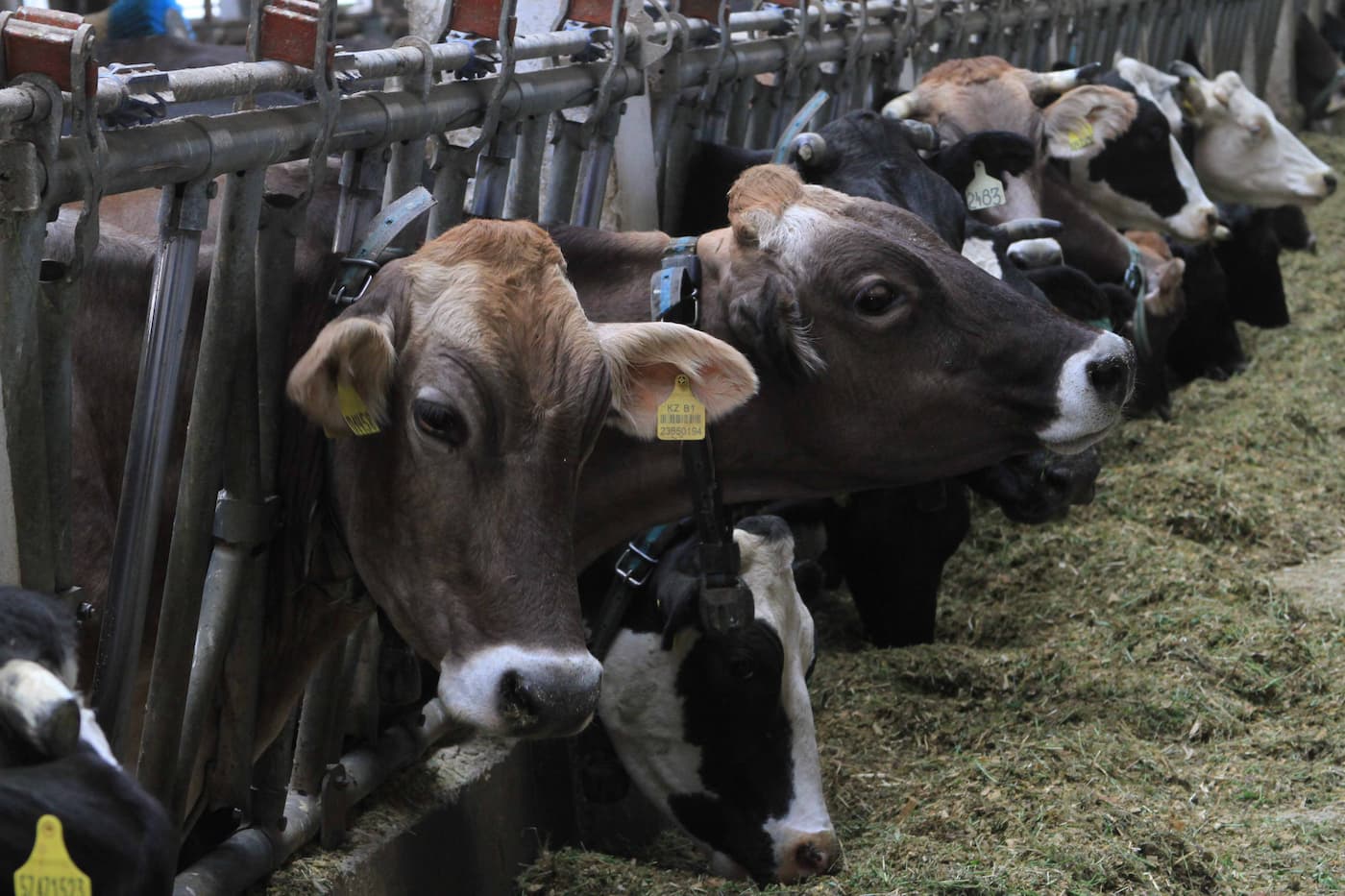 Квоты на экспорт говядины