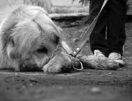 ЗВЕРИНАЯ ЖЕСТОКОСТЬ